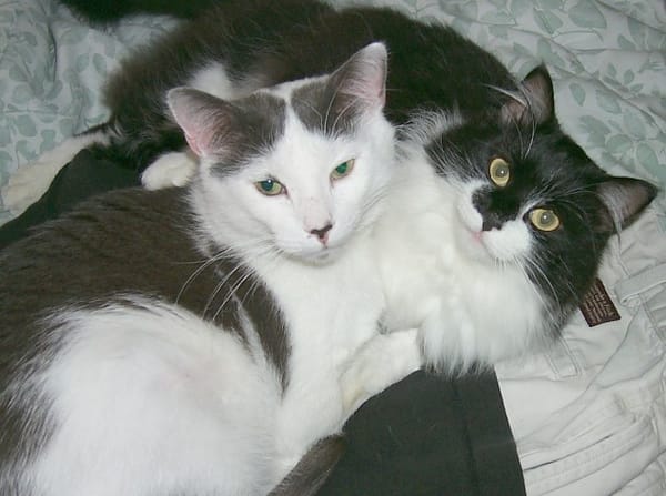 All About My Cats!