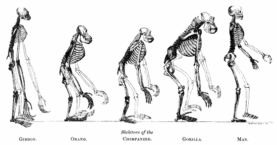 Darwin Evolution - Skeletons