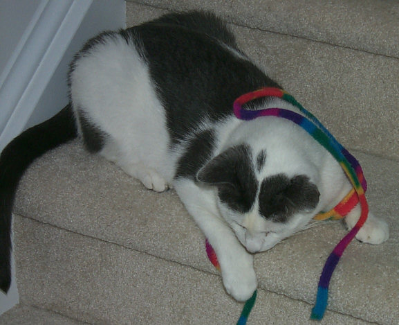 Floyd tangled up in a toy