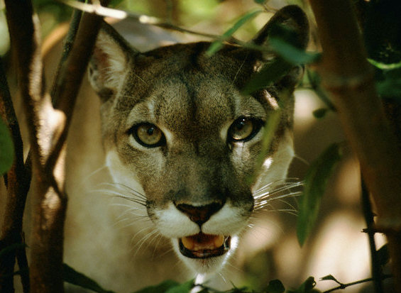 Puma in the woods