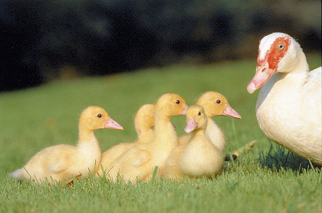 ducklings and duck
