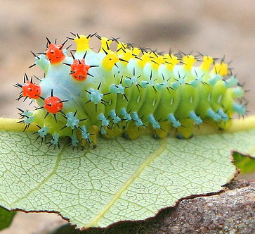 cecropia caterpillar