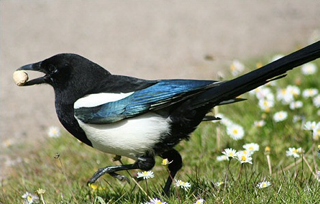 Magpie with item in beak