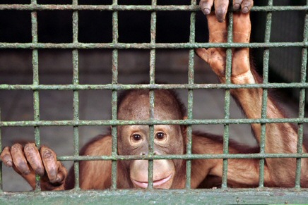 caged orangutan