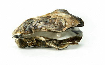 oyster