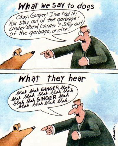 What Dogs Hear